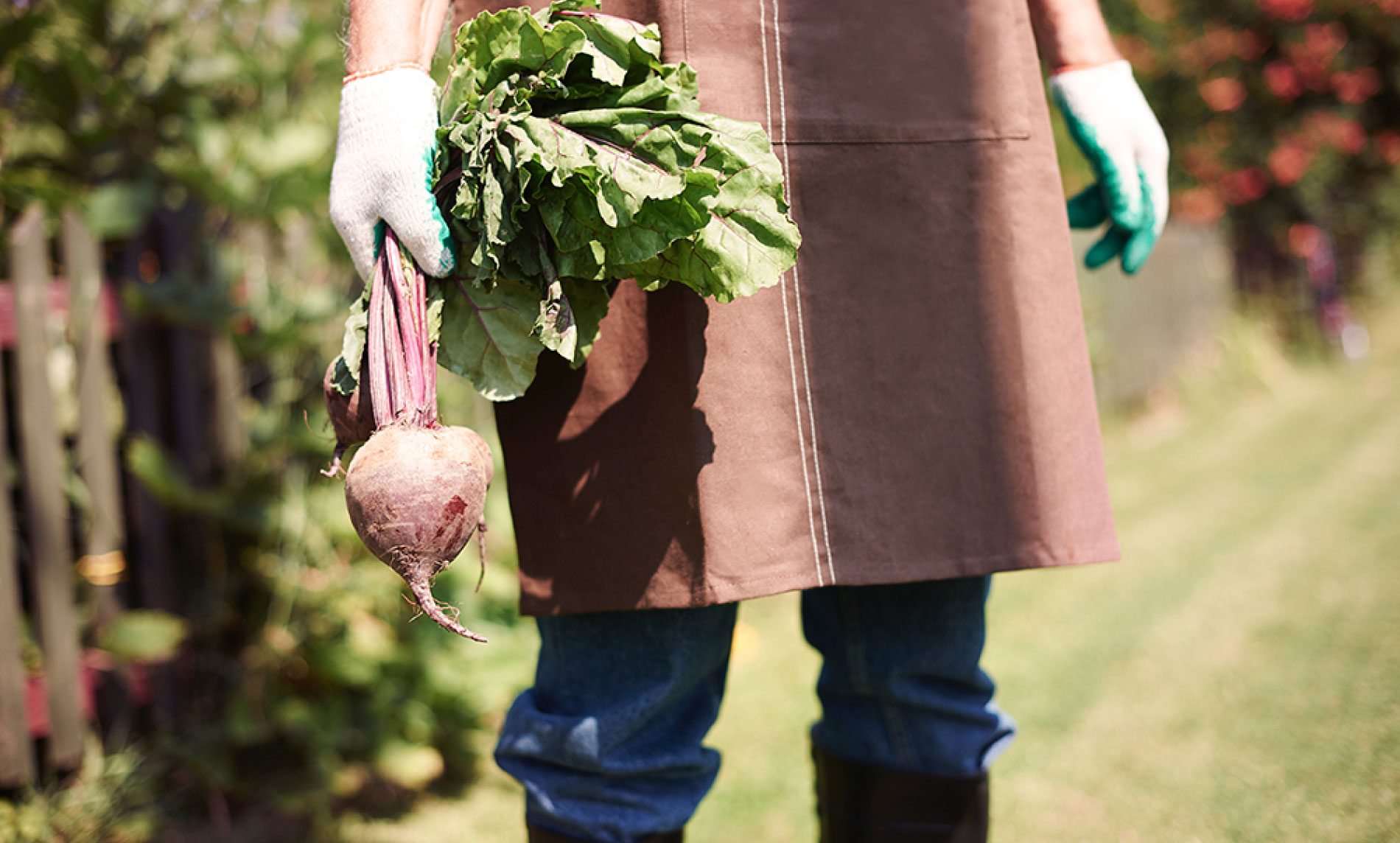 Fresh vegetables