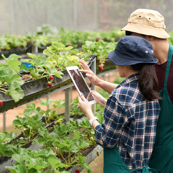 Watering plants